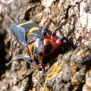 Eurymeloides pulchra at Molonglo River Reserve - 16 May 2024