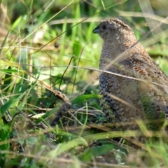 Synoicus ypsilophorus (Brown Quail) at The Pinnacle - 17 May 2024 by Thurstan