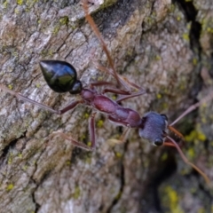 Myrmecia simillima (A Bull Ant) at Kama - 16 May 2024 by Kurt