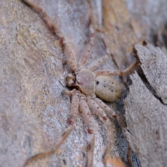 Isopeda canberrana (Canberra Huntsman Spider) at Molonglo River Reserve - 16 May 2024 by Kurt