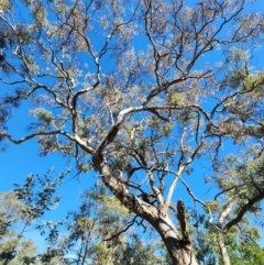 Eucalyptus melliodora (Yellow Box) at Deakin, ACT - 17 May 2024 by Steve818