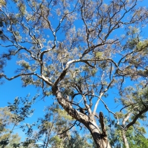 Eucalyptus melliodora at Red Hill Nature Reserve - 17 May 2024