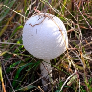 Macrolepiota dolichaula (Macrolepiota dolichaula) at Molonglo River Reserve by Kurt