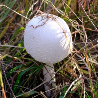 Macrolepiota dolichaula (Macrolepiota dolichaula) at Molonglo River Reserve - 16 May 2024 by Kurt