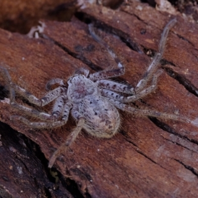 Unidentified Huntsman spider (Sparassidae) at Molonglo River Reserve - 16 May 2024 by Kurt