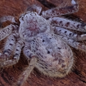 Isopeda canberrana at Molonglo River Reserve - 16 May 2024