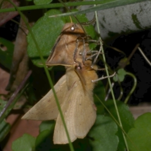 Anthela acuta at WendyM's farm at Freshwater Ck. - 1 Mar 2023 09:19 PM