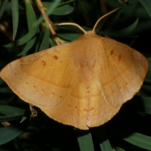 Anthela acuta at WendyM's farm at Freshwater Ck. - 1 Mar 2023 09:22 PM