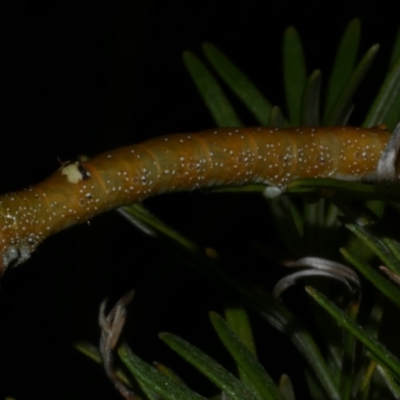 Oenochroma vinaria (Pink-bellied Moth, Hakea Wine Moth) at Freshwater Creek, VIC - 1 Mar 2023 by WendyEM