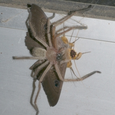 Dasypodia selenophora (Southern old lady moth) at WendyM's farm at Freshwater Ck. - 1 Mar 2023 by WendyEM