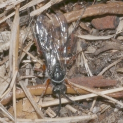 Diamma bicolor (Blue ant, Bluebottle ant) at WendyM's farm at Freshwater Ck. - 2 Mar 2023 by WendyEM