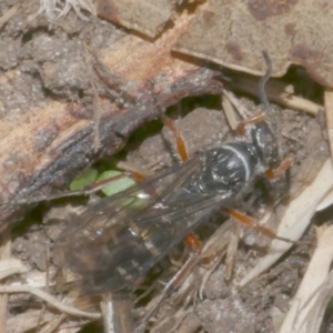Diamma bicolor at WendyM's farm at Freshwater Ck. - 2 Mar 2023 10:35 AM