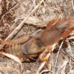 Gryllotalpa sp. (genus) at Freshwater Creek, VIC - 3 Mar 2023 by WendyEM