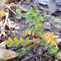 Acaena echinata (Sheeps Burr) at Kambah, ACT - 15 May 2024 by jac