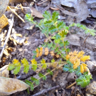 Acaena echinata (Sheeps Burr) at Birrigai - 16 May 2024 by jac