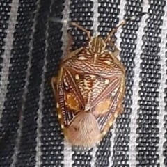 Anischys luteovarius (A shield bug) at Mount Duneed, VIC - 5 Mar 2023 by WendyEM