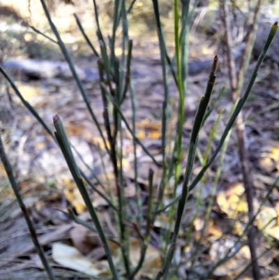 Unidentified Other Shrub at Birrigai - 15 May 2024 by jac