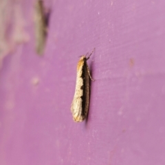 Leptocroca sanguinolenta (A Concealer moth) at Captains Flat, NSW - 17 May 2024 by Csteele4