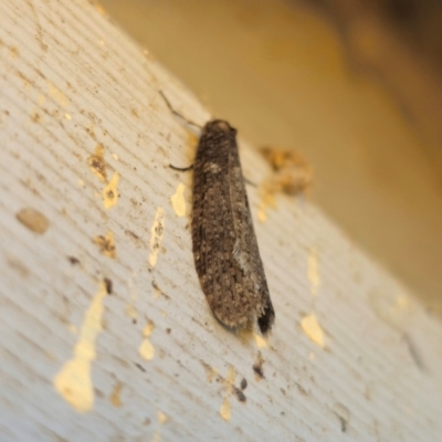 Lepidoscia adelopis, annosella and similar species at Captains Flat, NSW - 17 May 2024 by Csteele4