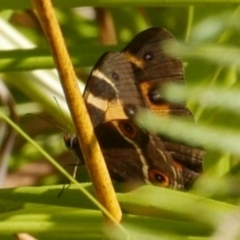 Unidentified Nymph (Nymphalidae) at Anglesea, VIC - 11 Mar 2023 by WendyEM