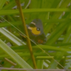 Tisiphone abeona at Great Otway National Park - 11 Mar 2023 02:38 PM