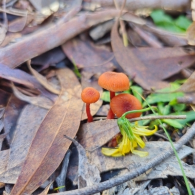 Laccaria sp. at Captains Flat, NSW - 13 May 2024 by Csteele4