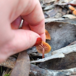 Laccaria sp. at QPRC LGA - 13 May 2024