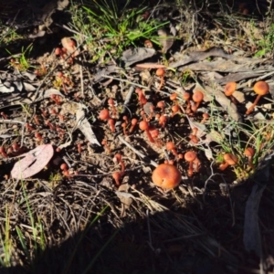 Laccaria sp. at QPRC LGA - 13 May 2024