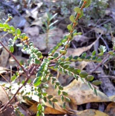 Bossiaea buxifolia (Matted Bossiaea) at Birrigai - 16 May 2024 by jac