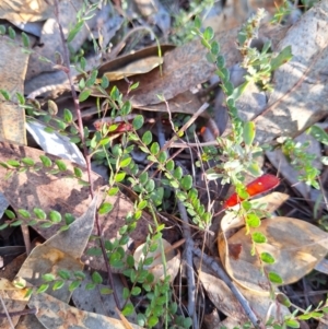 Bossiaea buxifolia at Birrigai - 16 May 2024