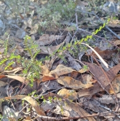 Bossiaea buxifolia at Birrigai - 16 May 2024