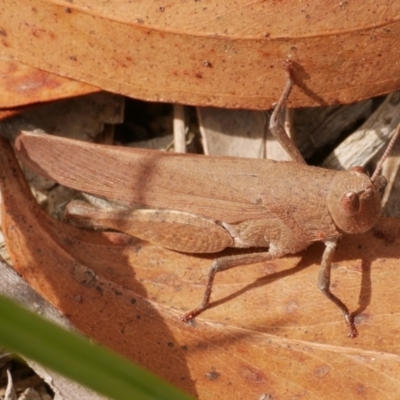 Unidentified Grasshopper (several families) at Anglesea, VIC - 11 Mar 2023 by WendyEM