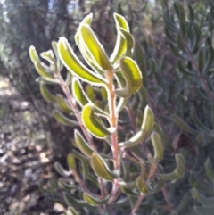 Persoonia rigida (Hairy Geebung) at Kambah, ACT - 15 May 2024 by jac