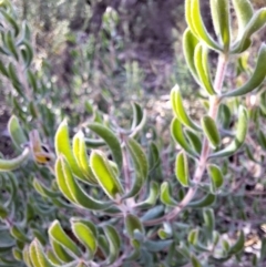 Persoonia rigida at Birrigai - 16 May 2024