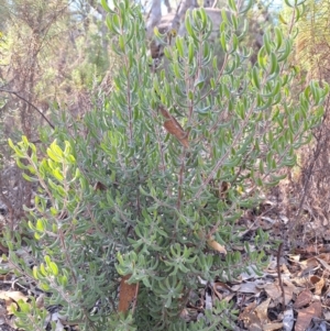 Persoonia rigida at Birrigai - 16 May 2024