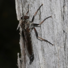 Unidentified Robber fly (Asilidae) at Anglesea, VIC - 11 Mar 2023 by WendyEM
