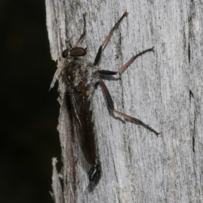 Unidentified Robber fly (Asilidae) at Anglesea, VIC - 11 Mar 2023 by WendyEM