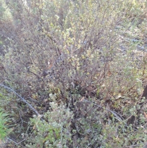 Unidentified Other Shrub at suppressed by jac