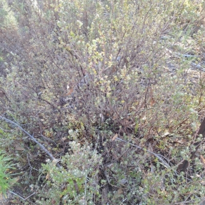Brachyloma daphnoides (Daphne Heath) at Kambah, ACT - 15 May 2024 by jac