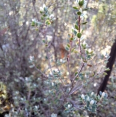 Brachyloma daphnoides at Birrigai - 16 May 2024 09:51 AM