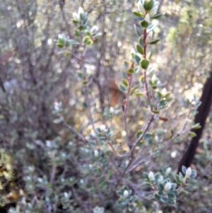 Brachyloma daphnoides at Birrigai - 16 May 2024