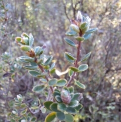 Brachyloma daphnoides at Birrigai - 16 May 2024 09:51 AM