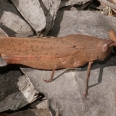 Goniaea australasiae (Gumleaf grasshopper) at Great Otway National Park - 11 Mar 2023 by WendyEM