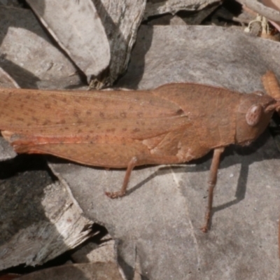 Goniaea australasiae (Gumleaf grasshopper) at Great Otway National Park - 11 Mar 2023 by WendyEM