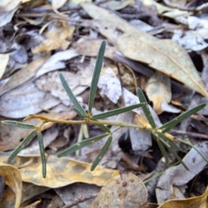 Glycine clandestina at Birrigai - 16 May 2024