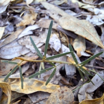 Glycine clandestina (Twining Glycine) at Kambah, ACT - 16 May 2024 by jac