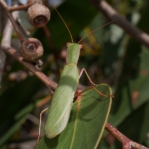 Orthodera ministralis at Great Otway National Park - 11 Mar 2023 02:27 PM