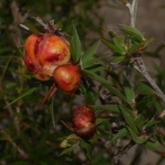 Unidentified Unidentified Insect Gall at Anglesea, VIC - 11 Mar 2023 by WendyEM