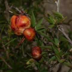 Unverified Unverified Insect Gall at Great Otway National Park - 11 Mar 2023 by WendyEM