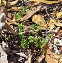 Gonocarpus tetragynus (Common Raspwort) at Birrigai - 15 May 2024 by jac